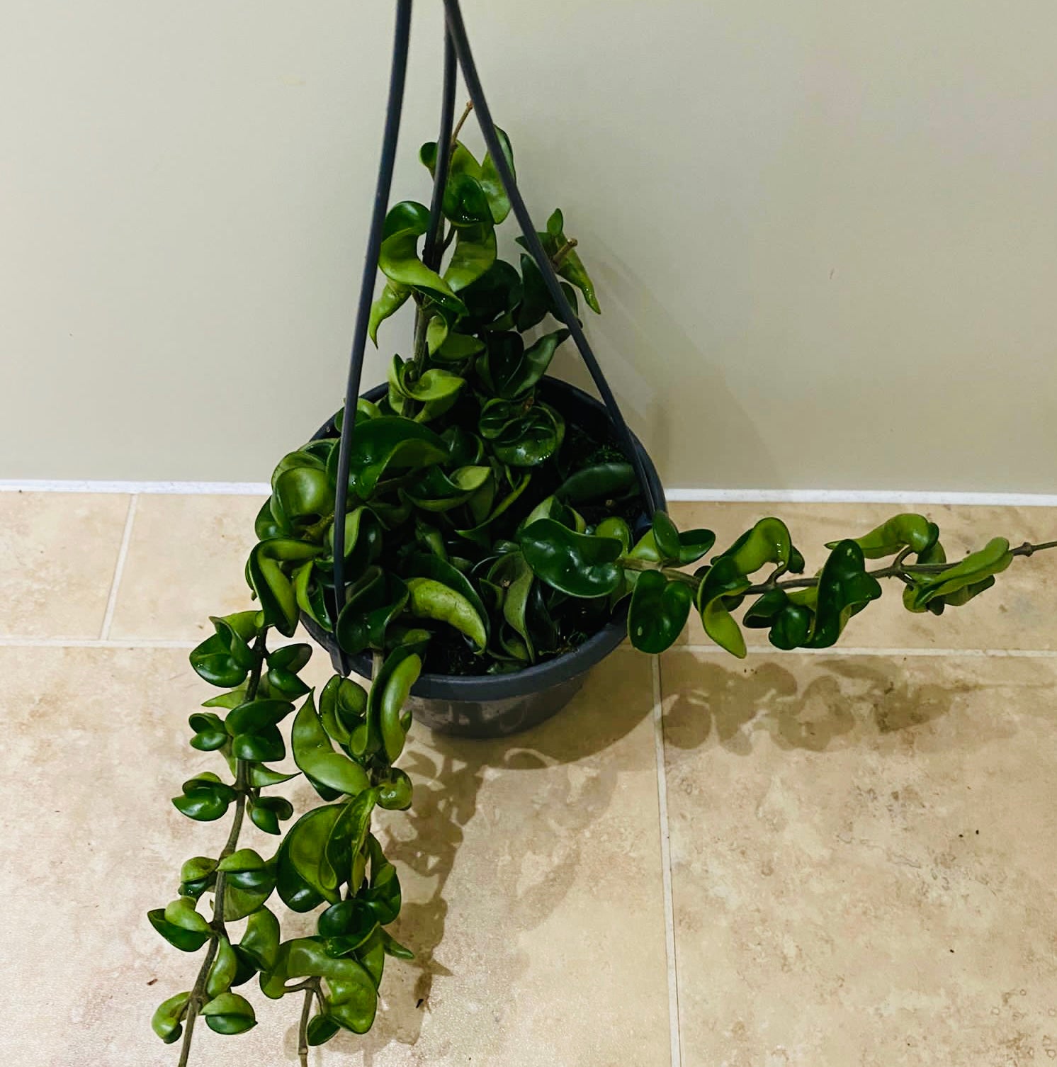 Hoya Carnosa Compacta in a 14cm Pot Cassandra's Plants