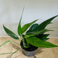 Epipremnum Pinnatum in a 12cm pot Cassandra's Plants
