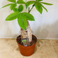 Pachira Aquatica Money Tree 9cm Pot Cassandra's Plants