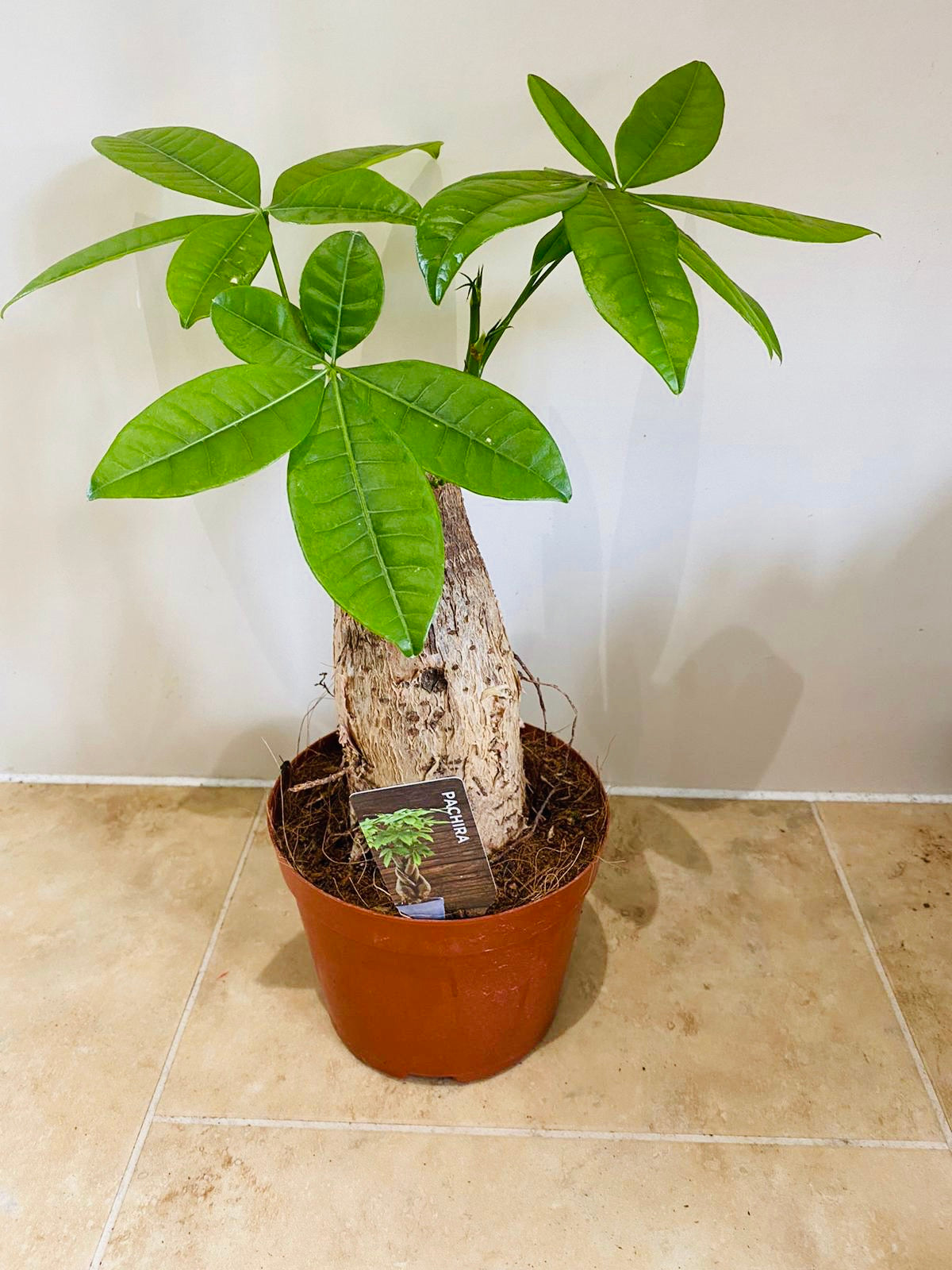 Pachira Aquatica Money Tree 9cm Pot Cassandra's Plants