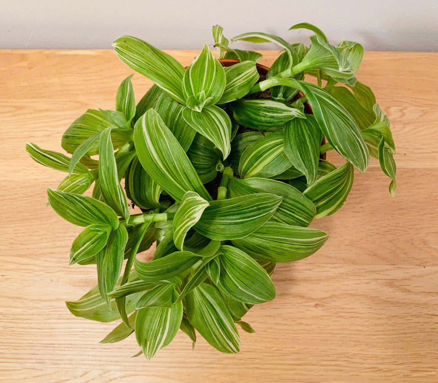 Tradescantia Albiflora Albovittata Cassandra's Plants