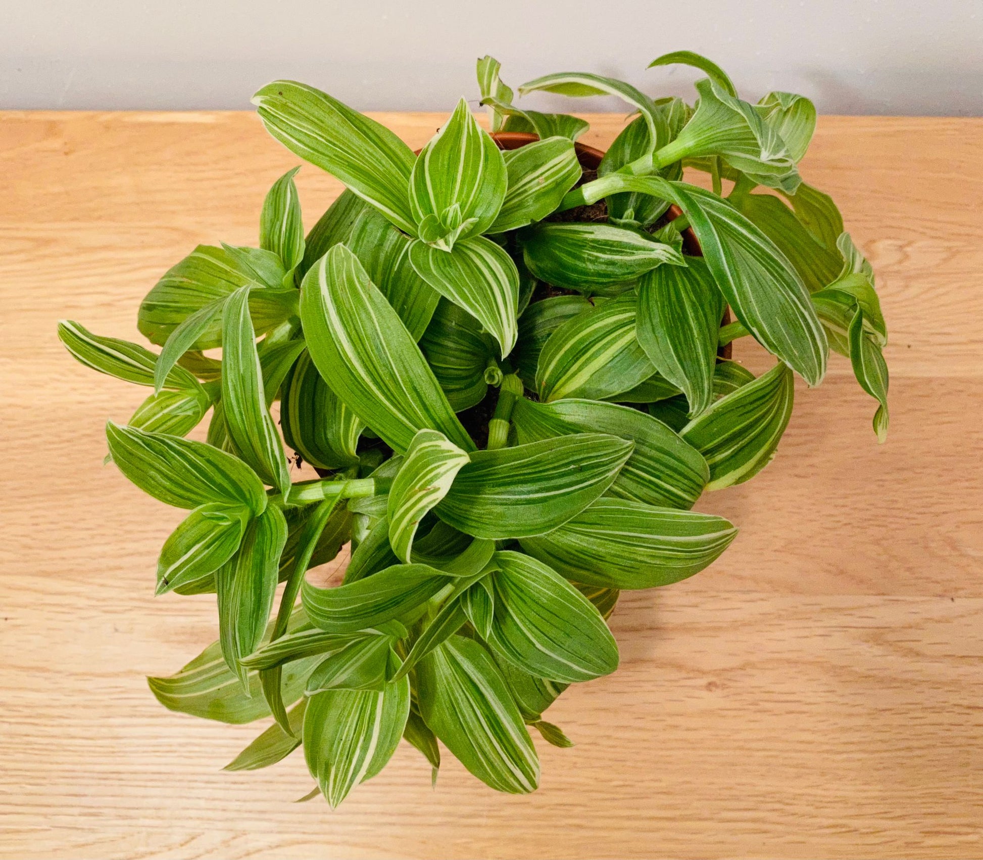 Tradescantia Albiflora Albovittata Cassandra's Plants