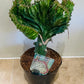 Euphorbia Lactea Cristata Mermaid Tail 