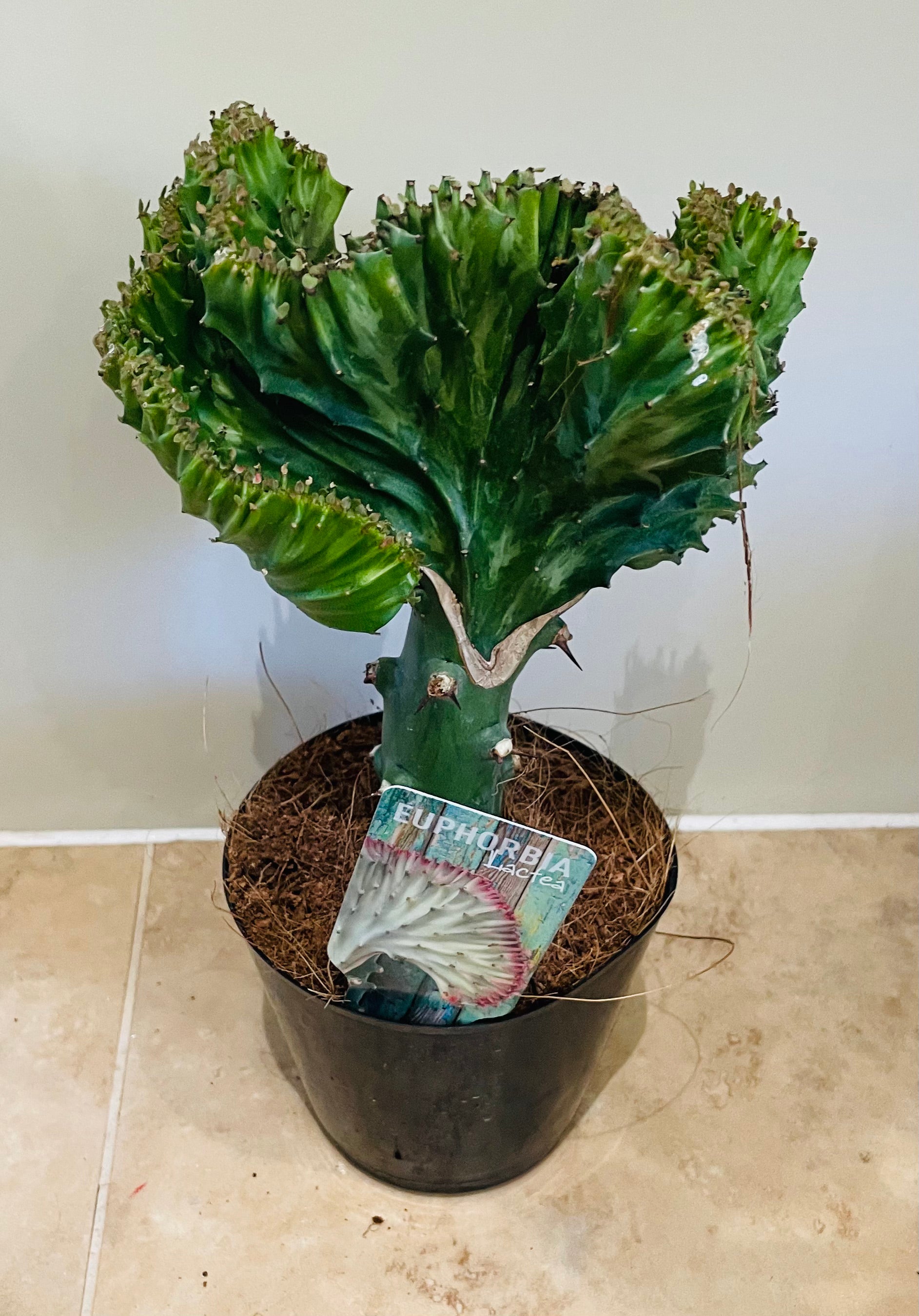 Euphorbia Lactea Cristata Mermaid Tail 