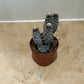 Opuntia Strobiliformis In a 5.5cm pot Cassandra's Plants