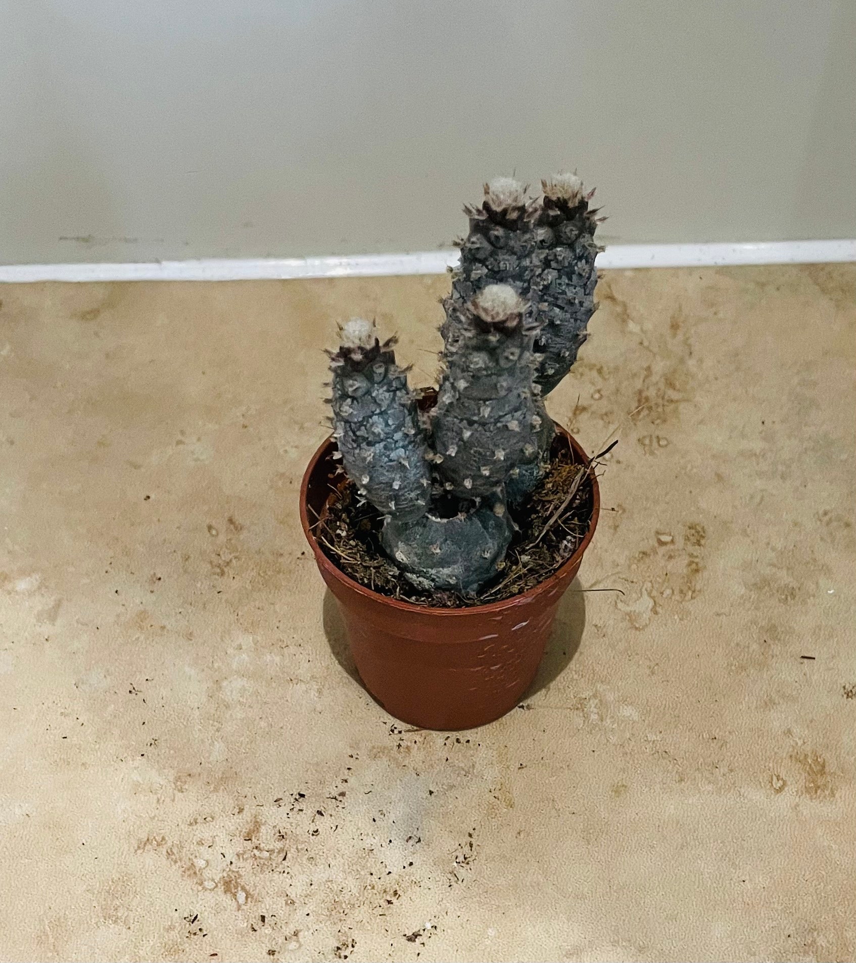 Opuntia Strobiliformis In a 5.5cm pot Cassandra's Plants