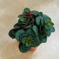 Peperomia Verticillata Red Log Cassandra's Plants