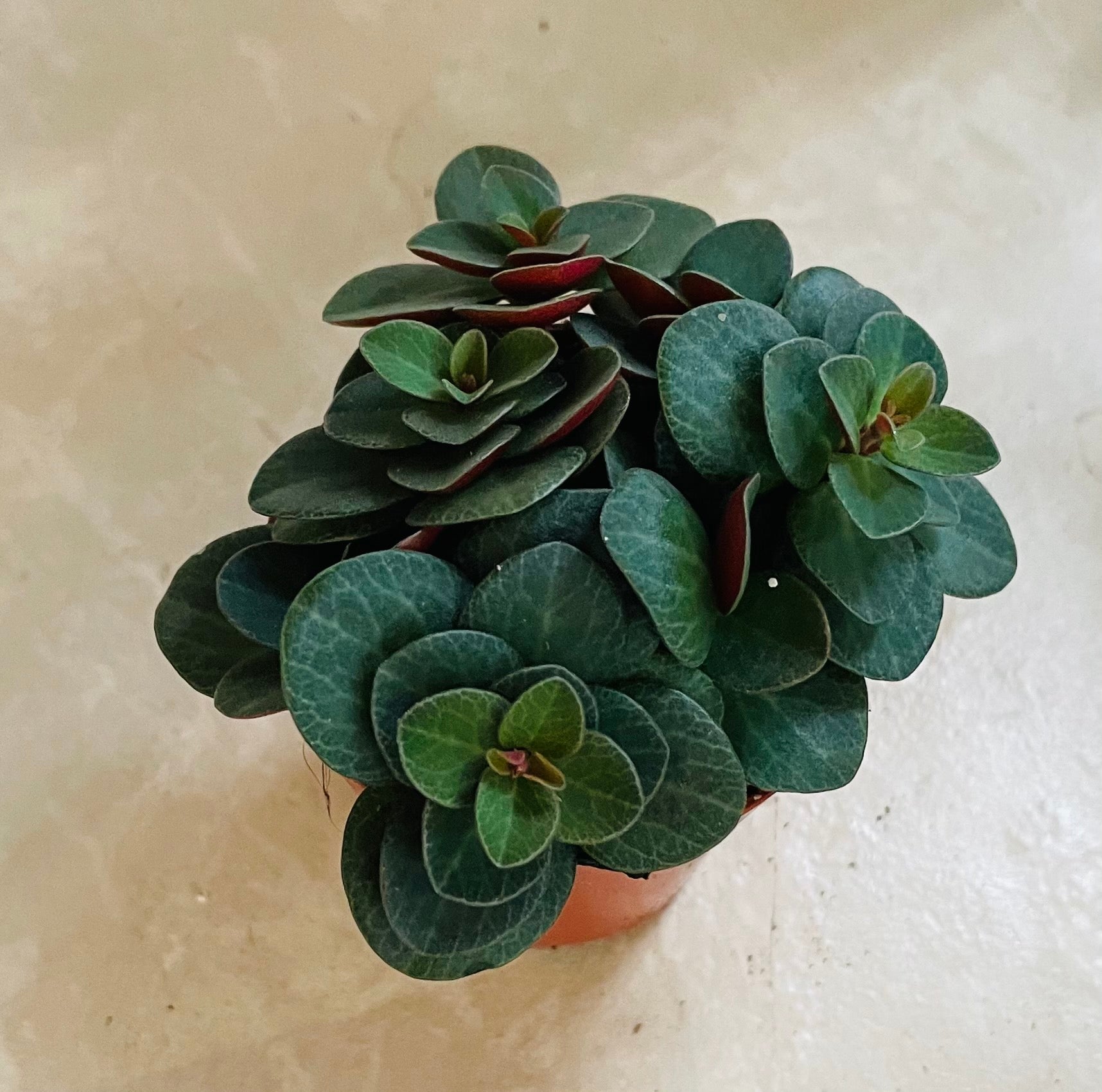 Peperomia Verticillata Red Log Cassandra's Plants