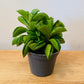 Peperomia Fire Sparks In a 6cm pot Cassandra's Plants