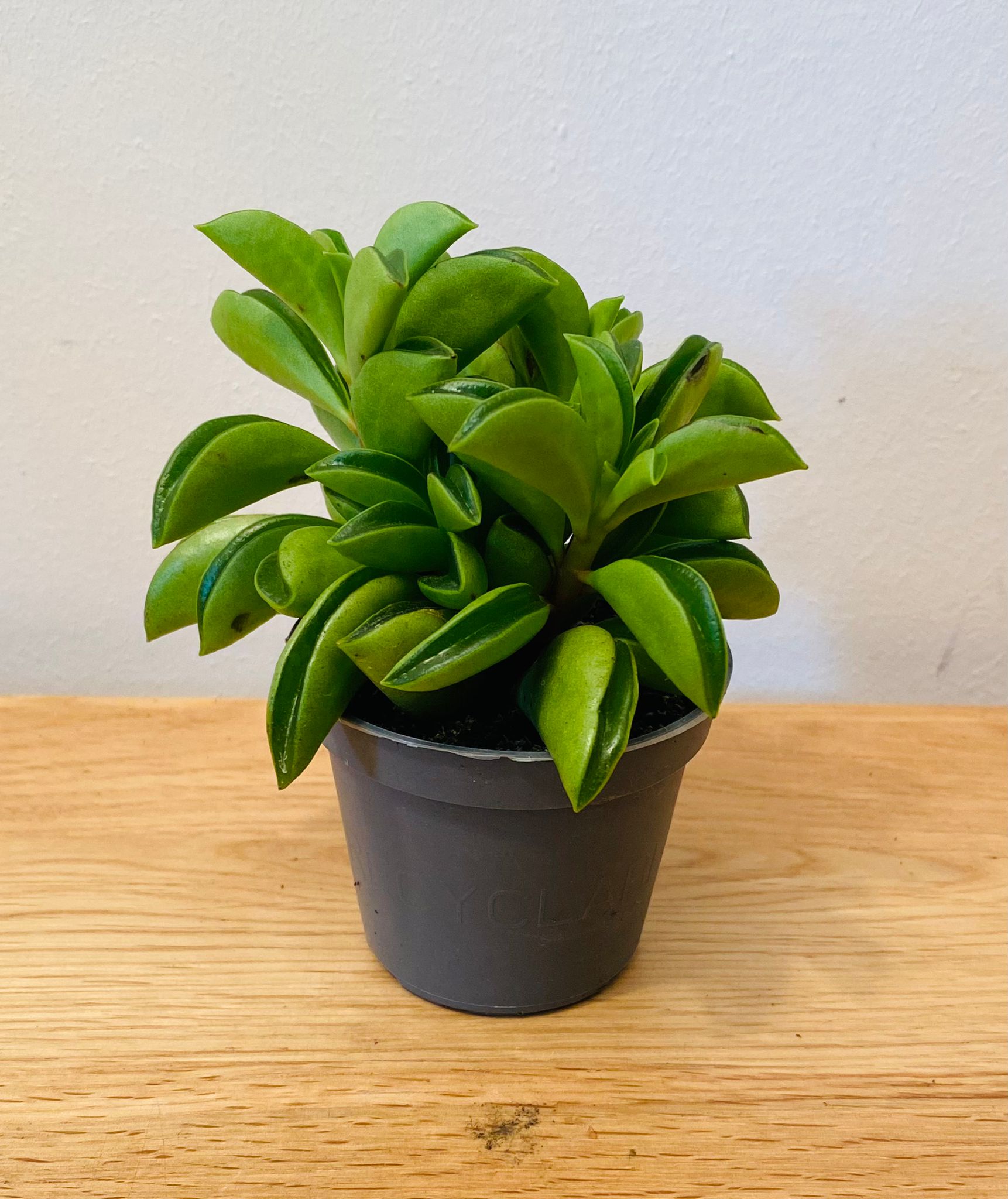 Peperomia Fire Sparks In a 6cm pot Cassandra's Plants