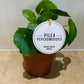 Pilea Peperomioides Sugar Cassandra's Plants