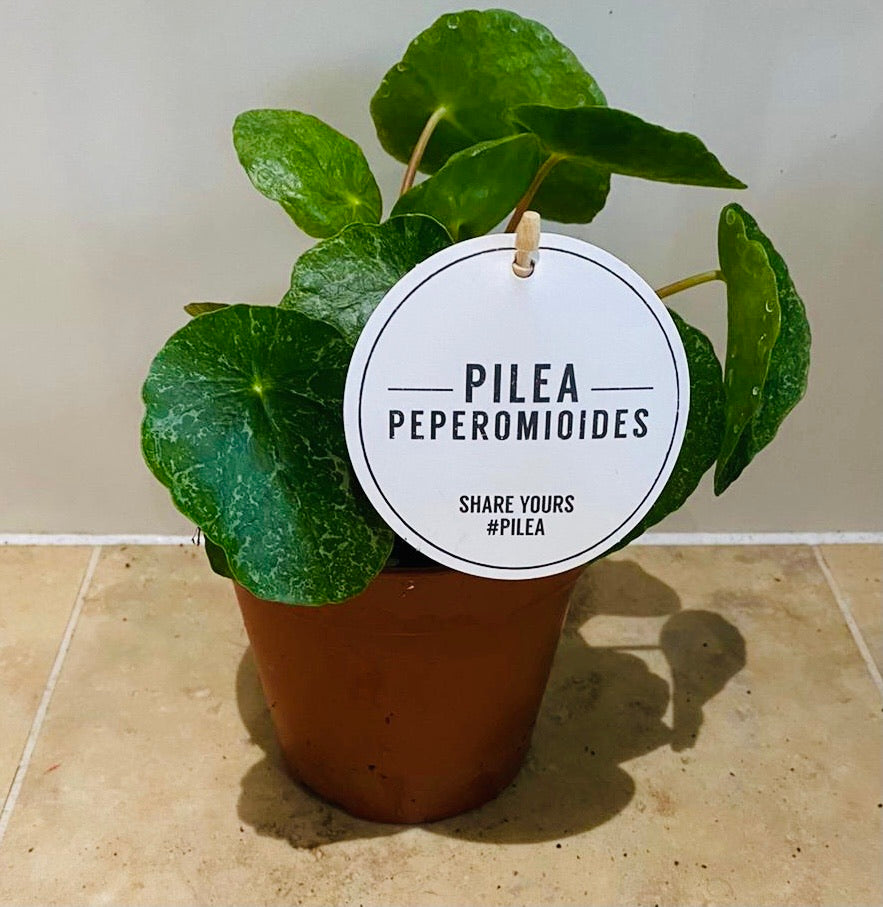 Pilea Peperomioides Sugar Cassandra's Plants