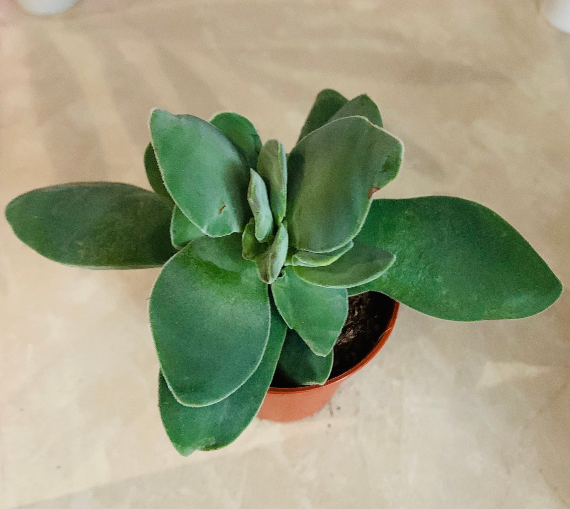 Crassula Cotelydonis 5.5cm Pot Cassandra's Plants