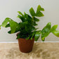 Epiphyllum Chrysocardium Ric Rak Cactus 12cm Pot Cassandra's Plants