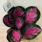 Calathea Roseopicta Rosy 12cm Pot Cassandra's Plants