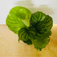 Calathea Orbifolia 14cm Pot Cassandra's Plants