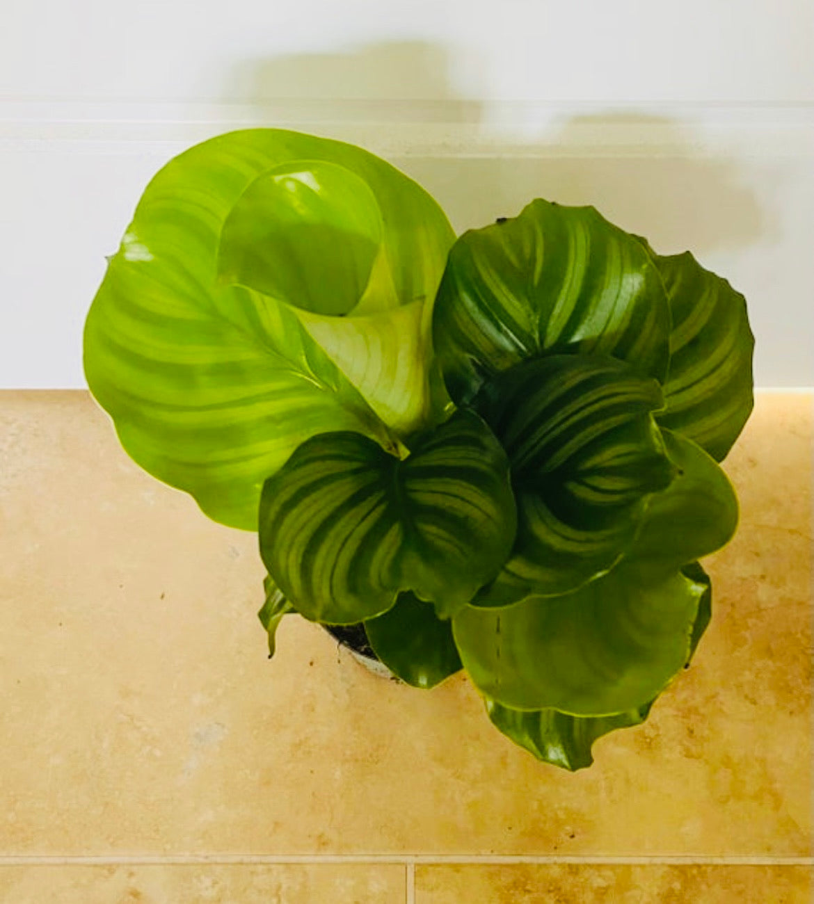Calathea Orbifolia 14cm Pot Cassandra's Plants