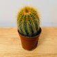 Parodia Schumanniana