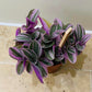 Tradescantia Sweetness Cassandra's Plants