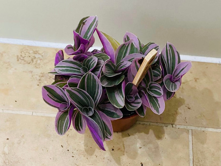 Tradescantia Sweetness Cassandra's Plants