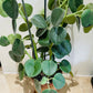 Peperomia Horavaria in a 16cm Terracota Pot Cassandra's Plants