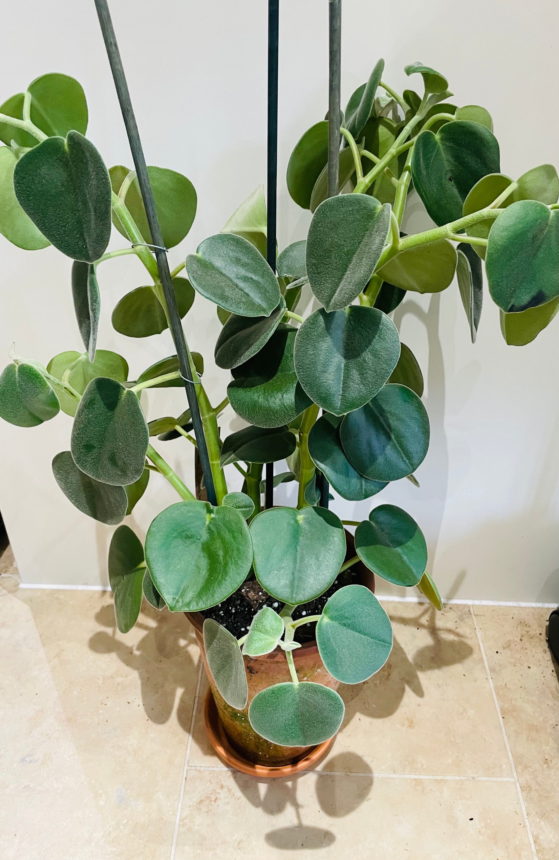 Peperomia Horavaria in a 16cm Terracota Pot Cassandra's Plants