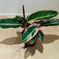 Stromanthe Triostar Cassandra's Plants
