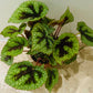 Begonia Masoniana Iron Cross 12cm Pot Cassandra's Plants