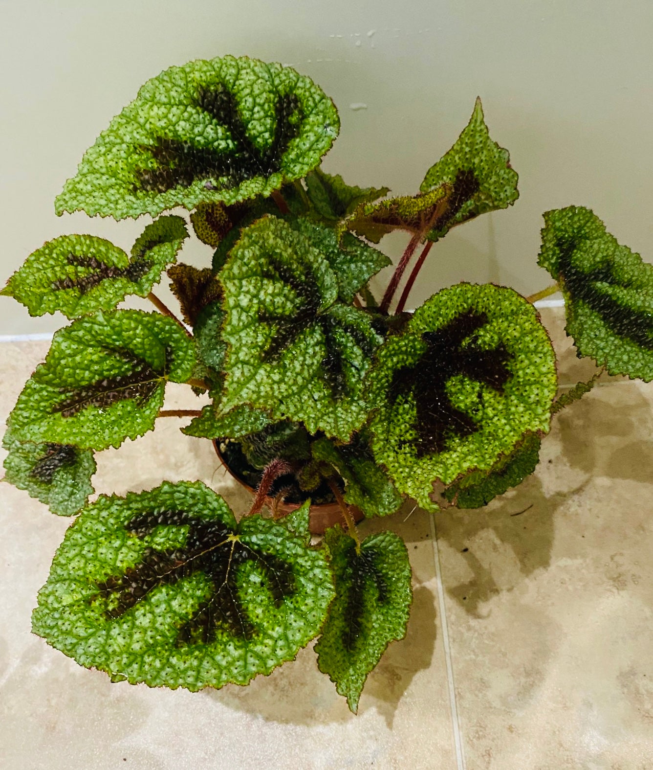 Begonia Masoniana Iron Cross 12cm Pot Cassandra's Plants