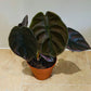 Alocasia Red Secret 12cm Pot Cassandra's Plants