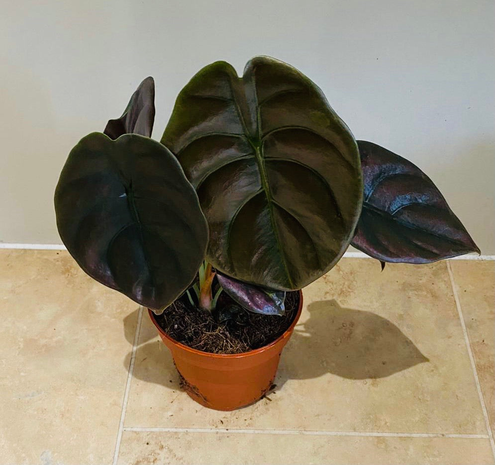 Alocasia Red Secret 12cm Pot Cassandra's Plants