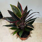 Cordyline Fruticosa Rumba 13cm pot Cassandra's Plants