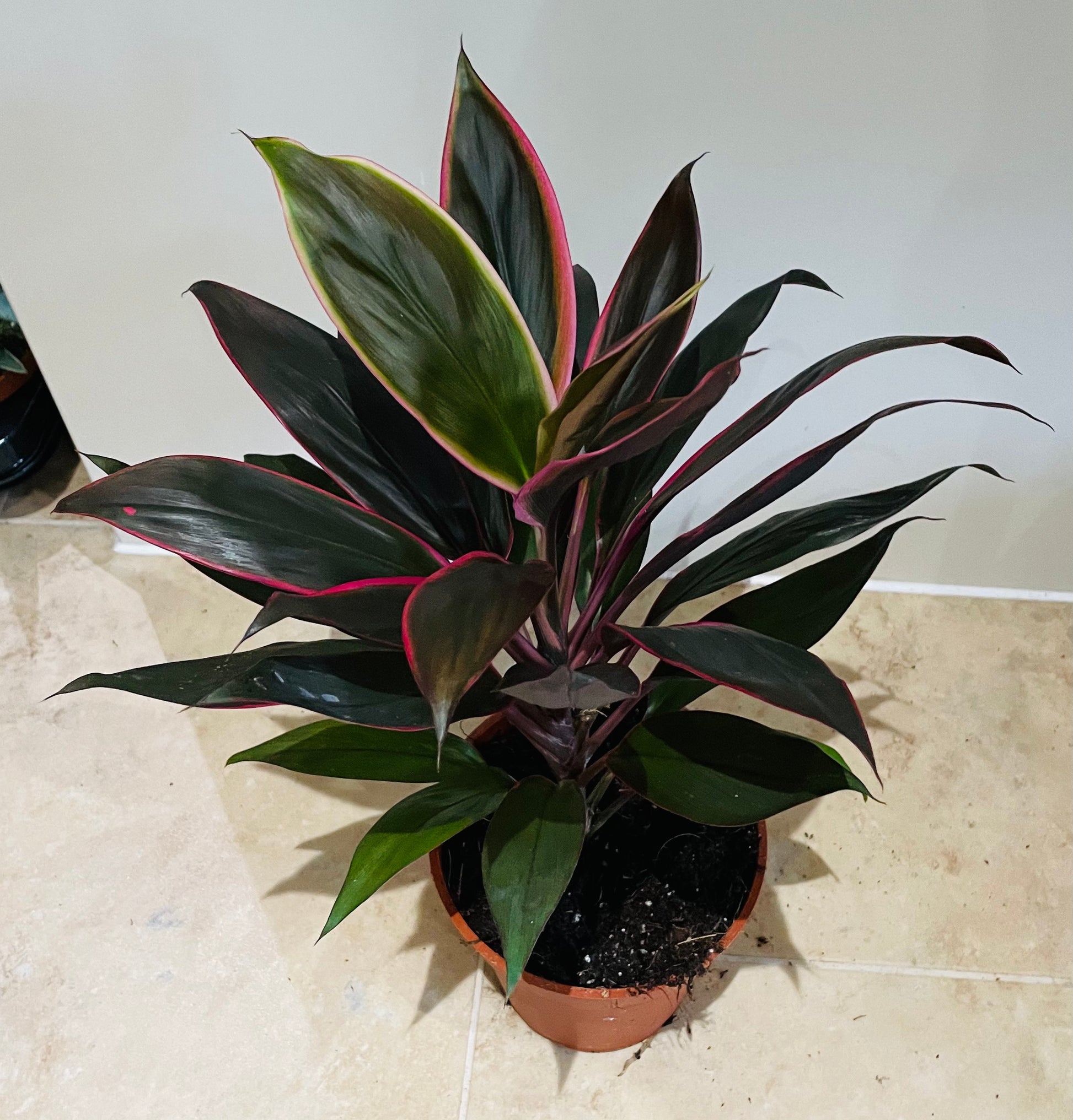 Cordyline Fruticosa Rumba 13cm pot Cassandra's Plants