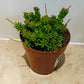 Rhipsalis Mesembryanthemoides Cassandra's Plants