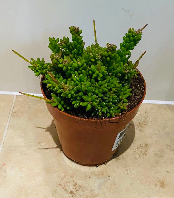 Rhipsalis Mesembryanthemoides Cassandra's Plants