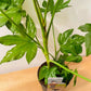 Fatsia Japonica in a 17cm Pot Cassandra's Plants