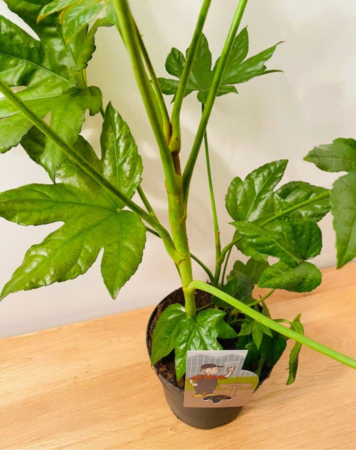 Fatsia Japonica in a 17cm Pot Cassandra's Plants