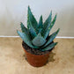 Aloe Brevifolia 8.5cm Pot Cassandra's Plants