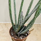 Senecio Stapeliiformis Pickle Plant In a 11cm pot Cassandra's Plants