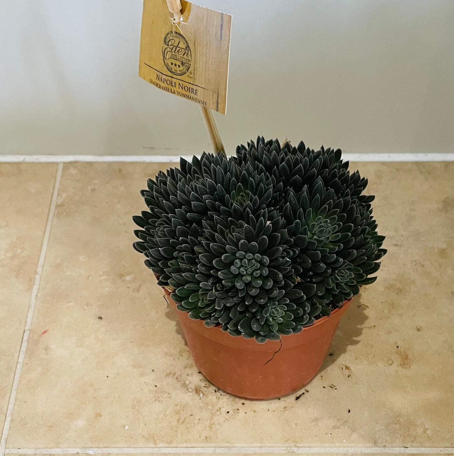 Sinocrassula Yunnanensis in a 10cm pot Cassandra's Plants