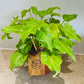 Philodendron Xanadu Golden in a 15cm pot Cassandra's Plants