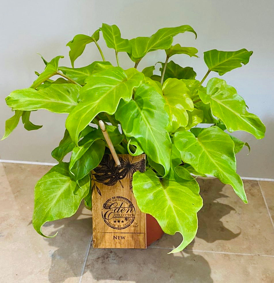Philodendron Xanadu Golden in a 15cm pot Cassandra's Plants