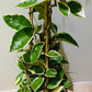 Hoya Carnosa Krimson Queen in 17cm Pot Cassandra's Plants