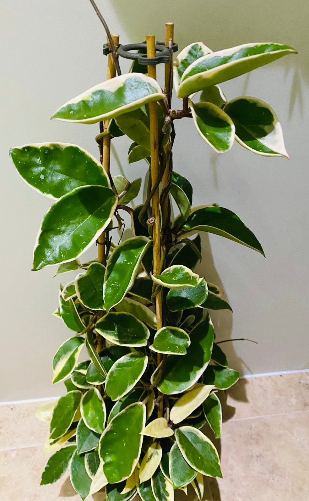 Hoya Carnosa Krimson Queen in 17cm Pot Cassandra's Plants