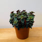 Peperomia Verticillata Red Log Cassandra's Plants