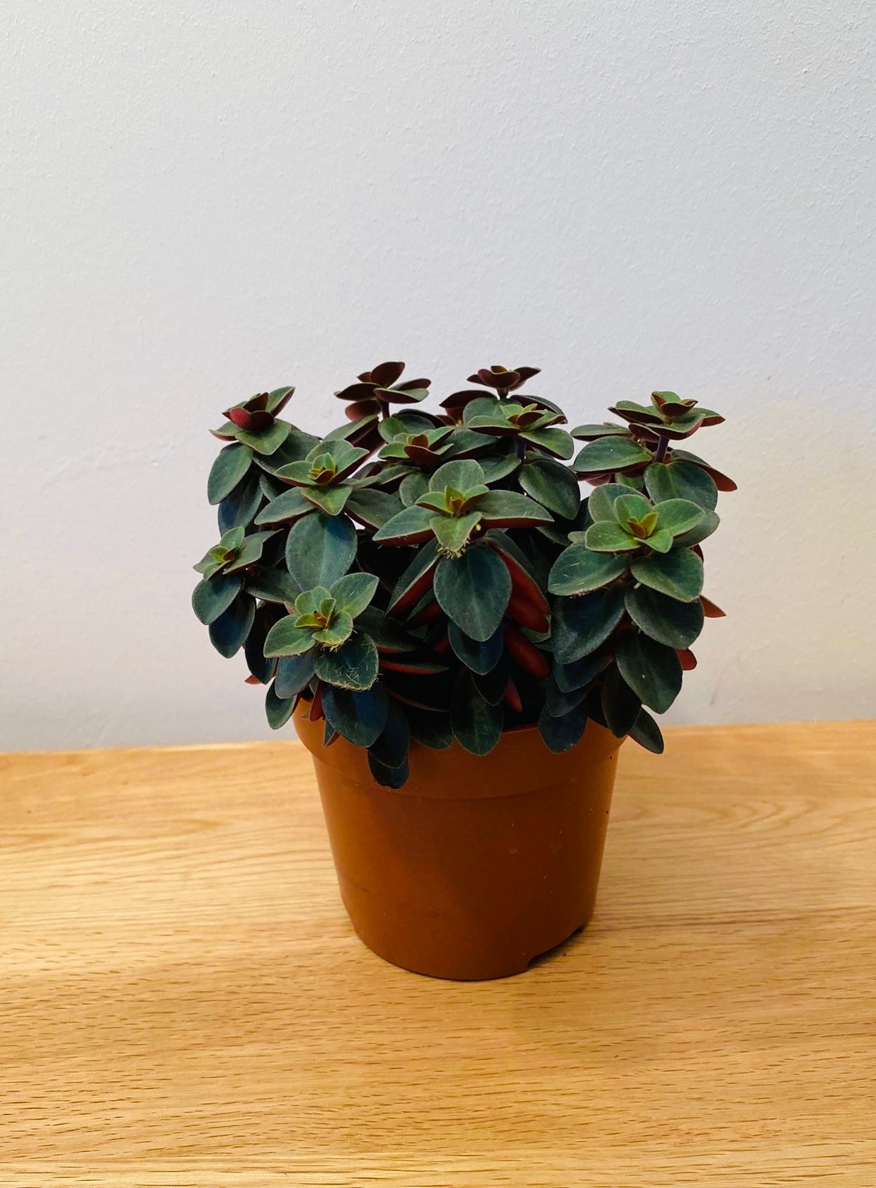Peperomia Verticillata Red Log Cassandra's Plants