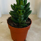 Crassula Capitella ‘Ben’ In a 8cm pot