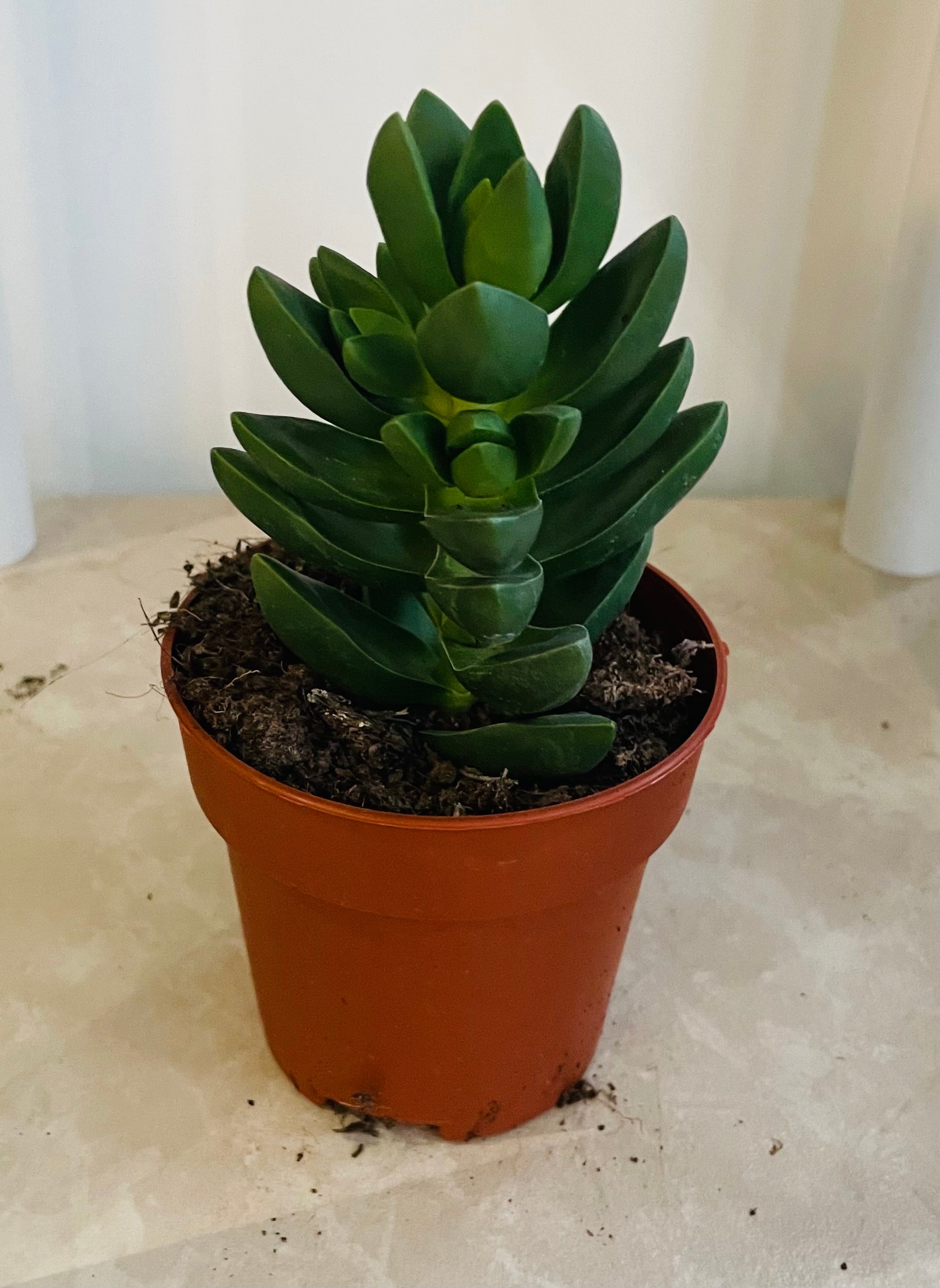Crassula Capitella ‘Ben’ In a 8cm pot