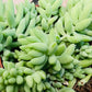 Sedum Morganianum Donkey’s Tail Succulent in a 12cm pot Cassandra's Plants