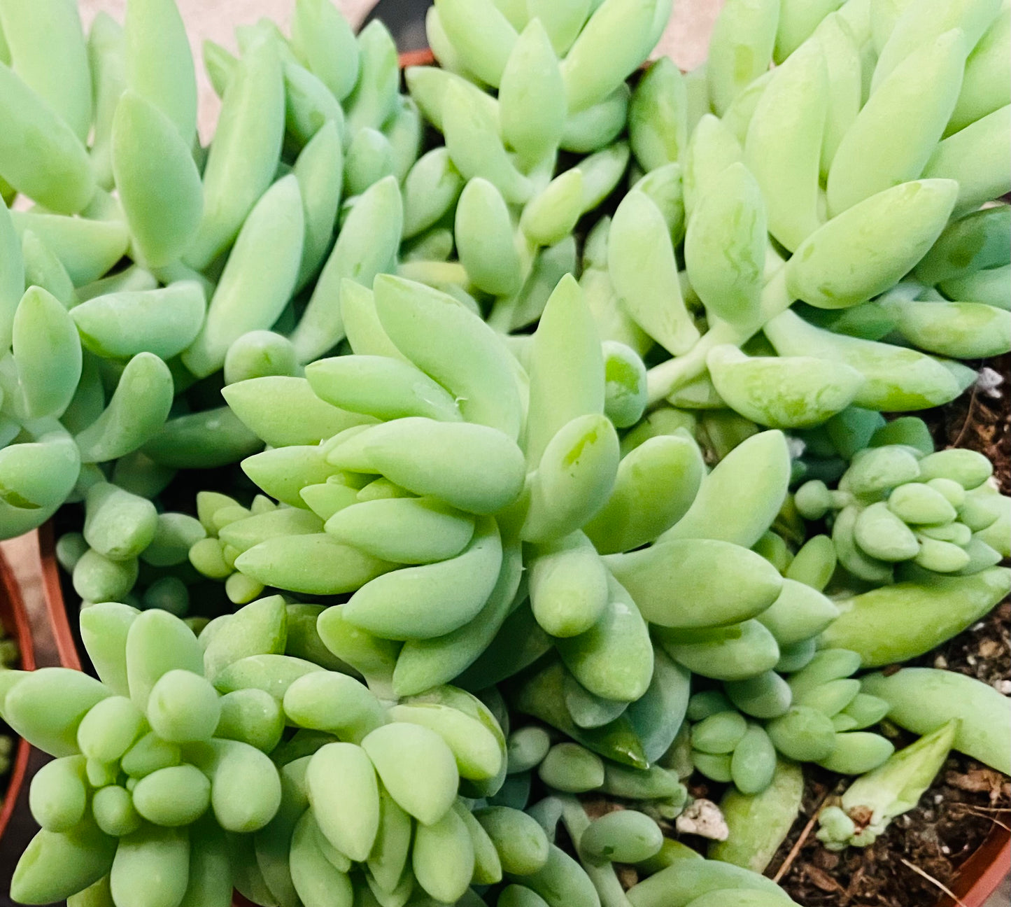 Sedum Morganianum Donkey’s Tail Succulent in a 12cm pot Cassandra's Plants